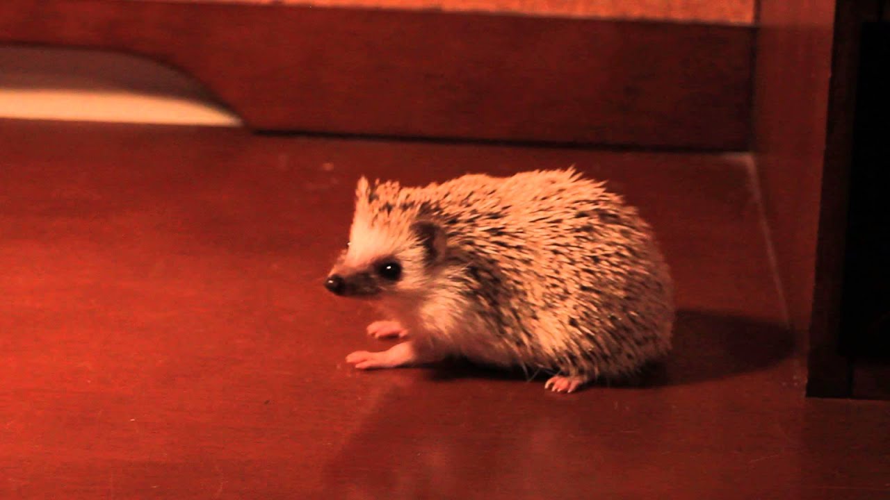 petco hours World's Cutest Hedgehog? :)