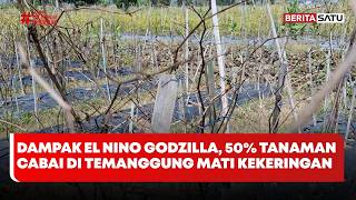 Dampak El Nino Godzilla, 50% Tanaman Cabai di Temanggung Mati Kekeringan #BeritaSatu