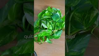Multiplica Tu Pothos X1000