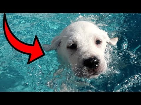 LABRADOR PUPPIES SWIM FOR THE FIRST TIME!!
