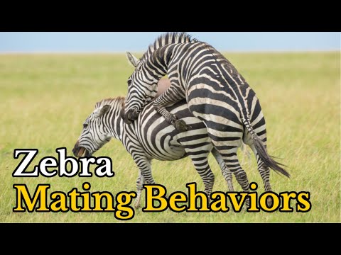 Surprising Facts About Zebras Mating Behaviors | Zebras Real Mating Footages