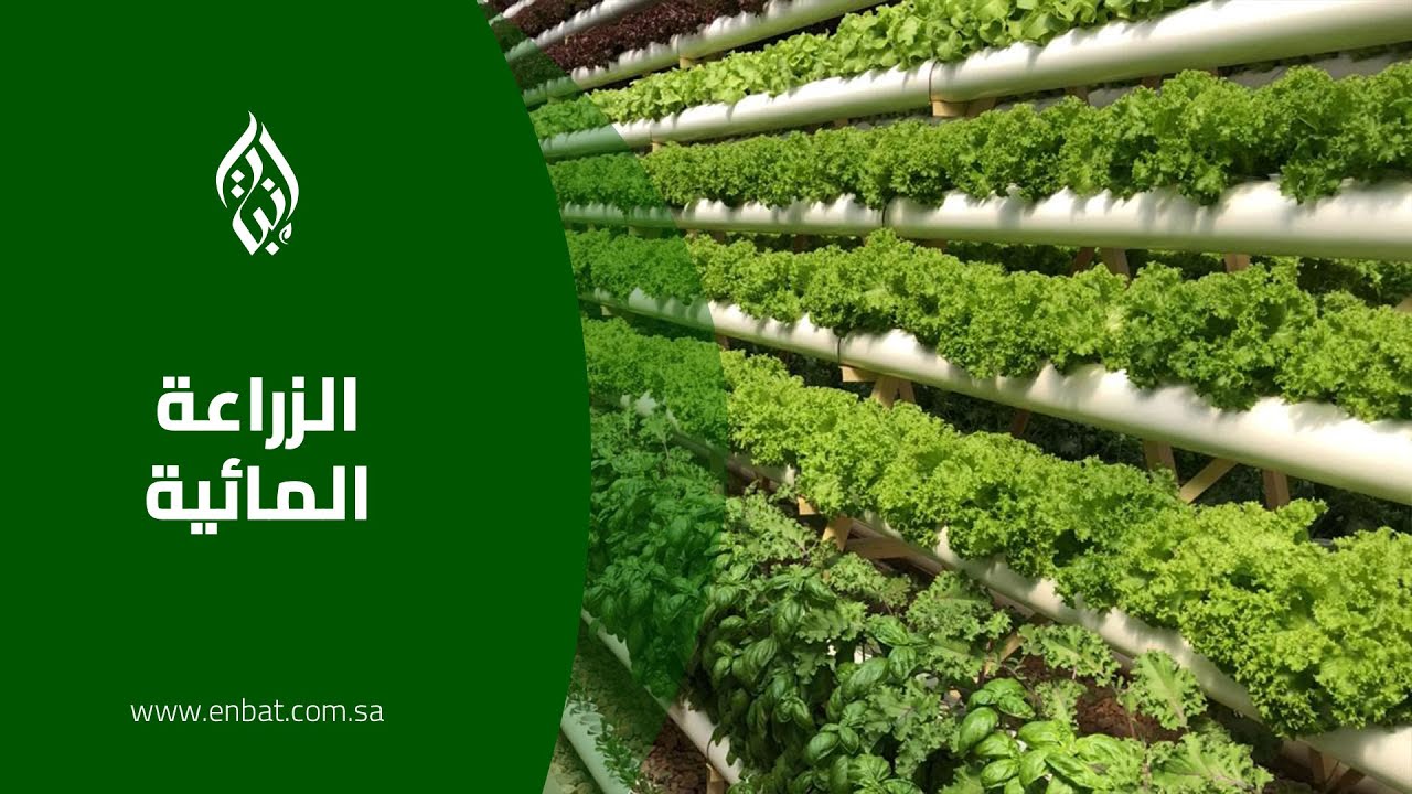 ما هي الزراعة المائية؟
