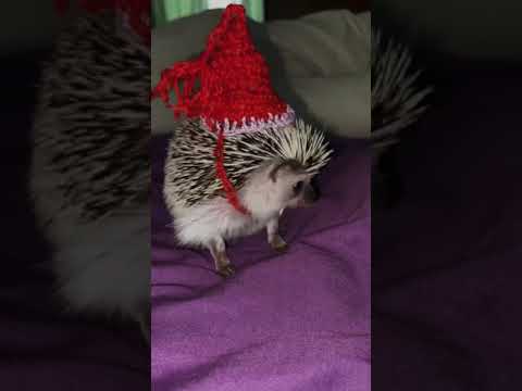 beautiful hedgehog❤️ cute