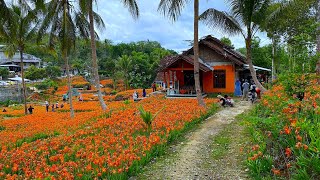 RUMAH DENGAN LAUTAN BUNGA YANG BERMEKARAN, BUNGA AMARILIS PAK SUKADI DI NGASEMAYU GUNUNG KIDUL