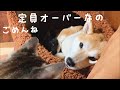 わざわざ狭い所でくっついて寝る犬と猫 sorry, my house is full
