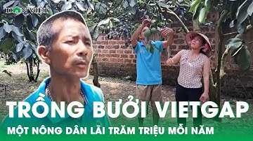 Nông dân thu nhập tiền tỷ mỗi năm nhờ trồng bưởi diễn theo tiêu chuẩn này | Báo điện tử Dân Việt