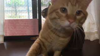 猫と遊ぶ