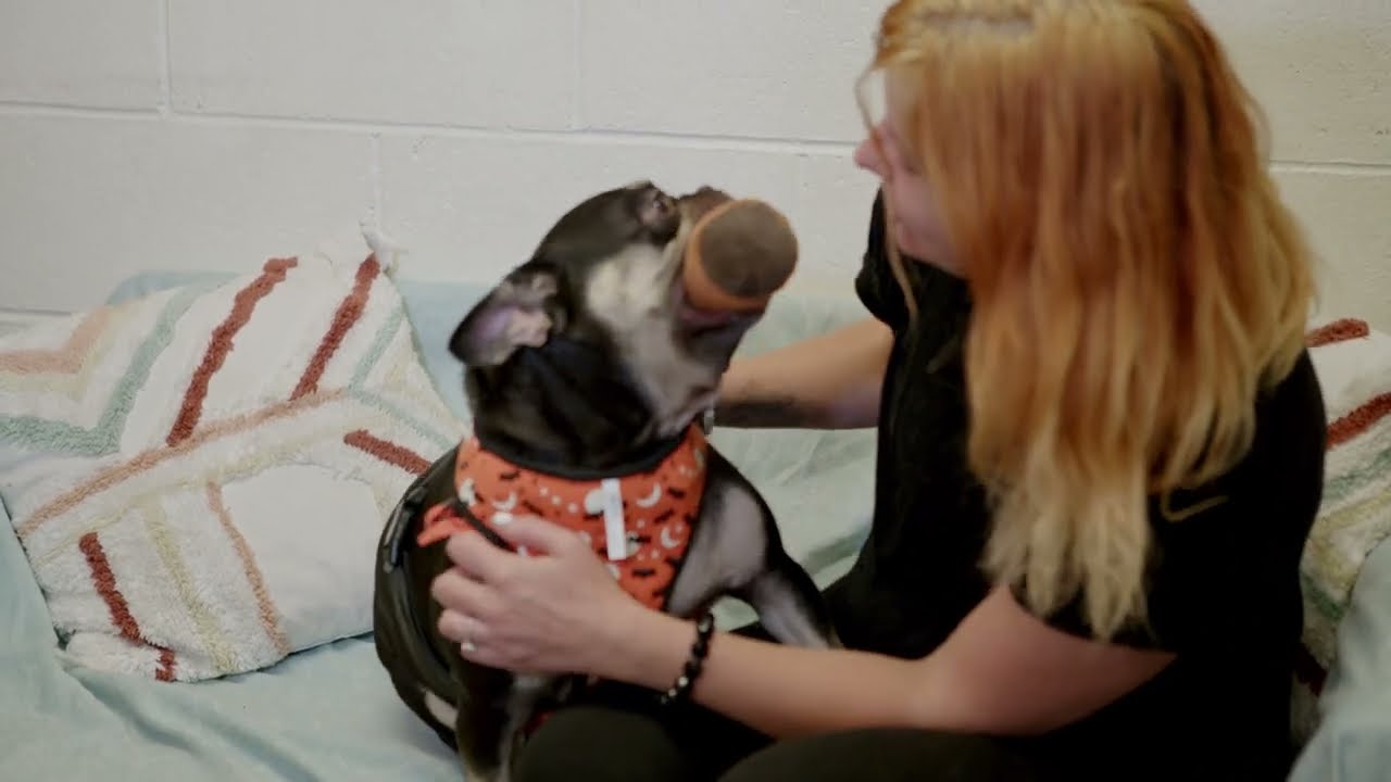 Care-To-Care: Noahs Animal House Launch