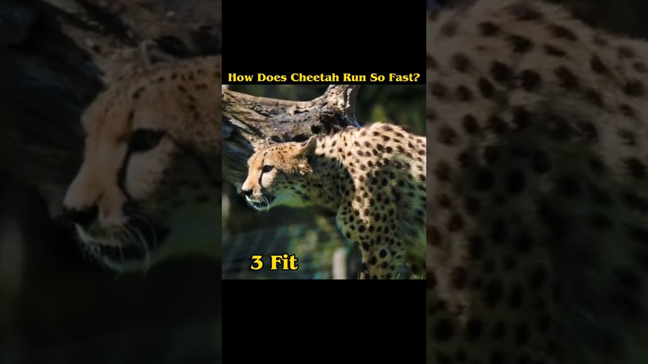 What makes cheetah run so fast? #shots - YouTube