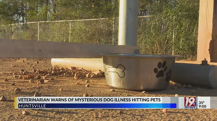 Mysterious and Fatal Dog Respiratory Illness Now Reported in 14 States | Nov. 28, 2023 | News 19 at