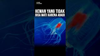 Download Lagu Hewan yang Tidak Bisa Mati Karena Hidup Abadi? #ewinghd #shorts #kisahnyata #misteri MP3