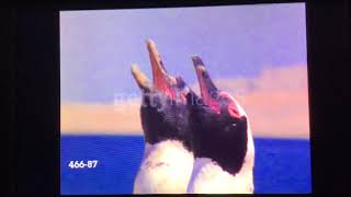 Penguins Stock Footage At Getty Images From Baby Einstein - Baby Noah Animal Expedition 2004