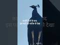 राष्ट्रीय पक्षी #wiral #naturelovers #birds #highlights