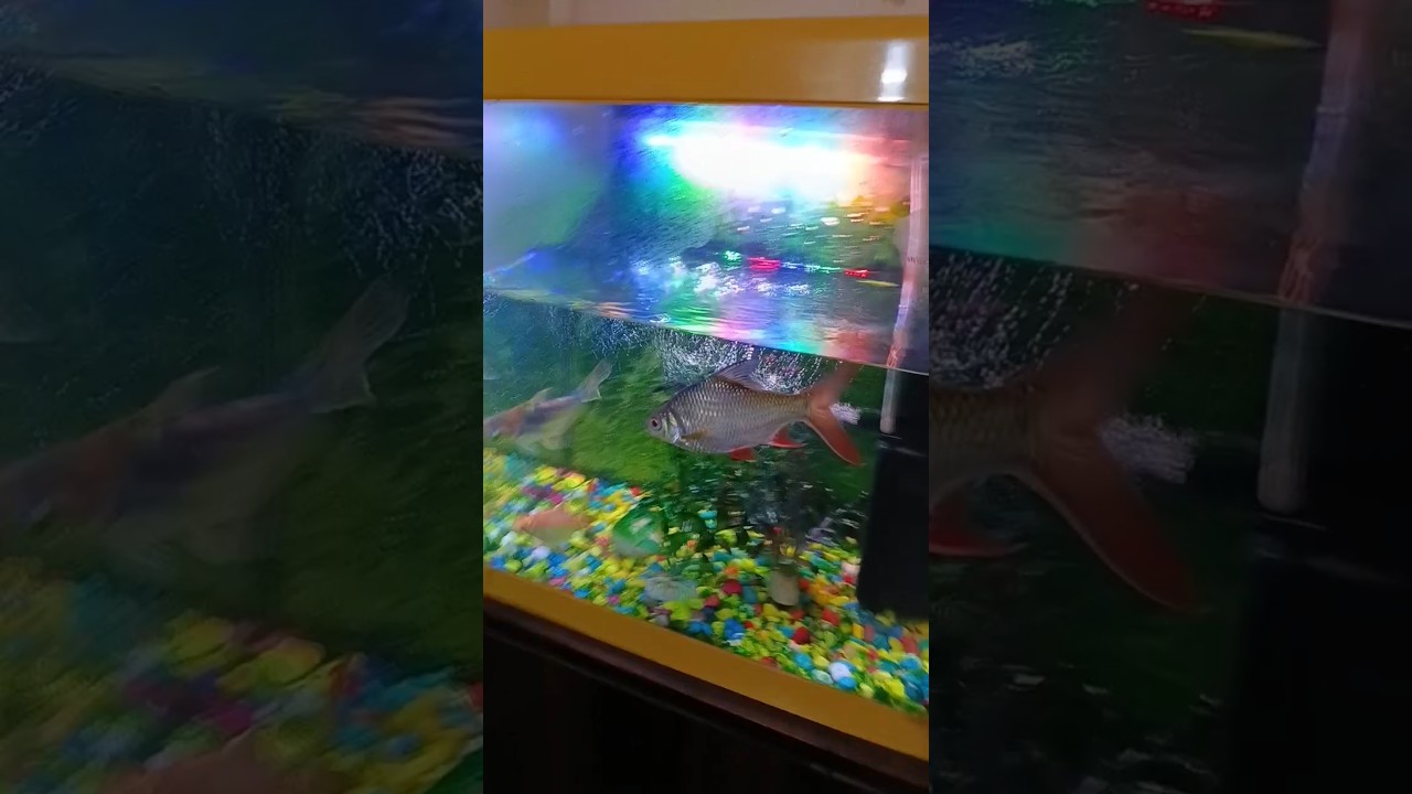 #fish #planetaquarium #megaquarium #love #koi 🐠🐠🐠🐠😘😍😍🙏🙏