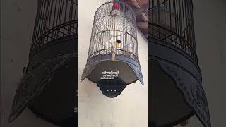 burung mantenan gunung kuning🌿🕊#burungmantenan#hobiburung #aviarymini