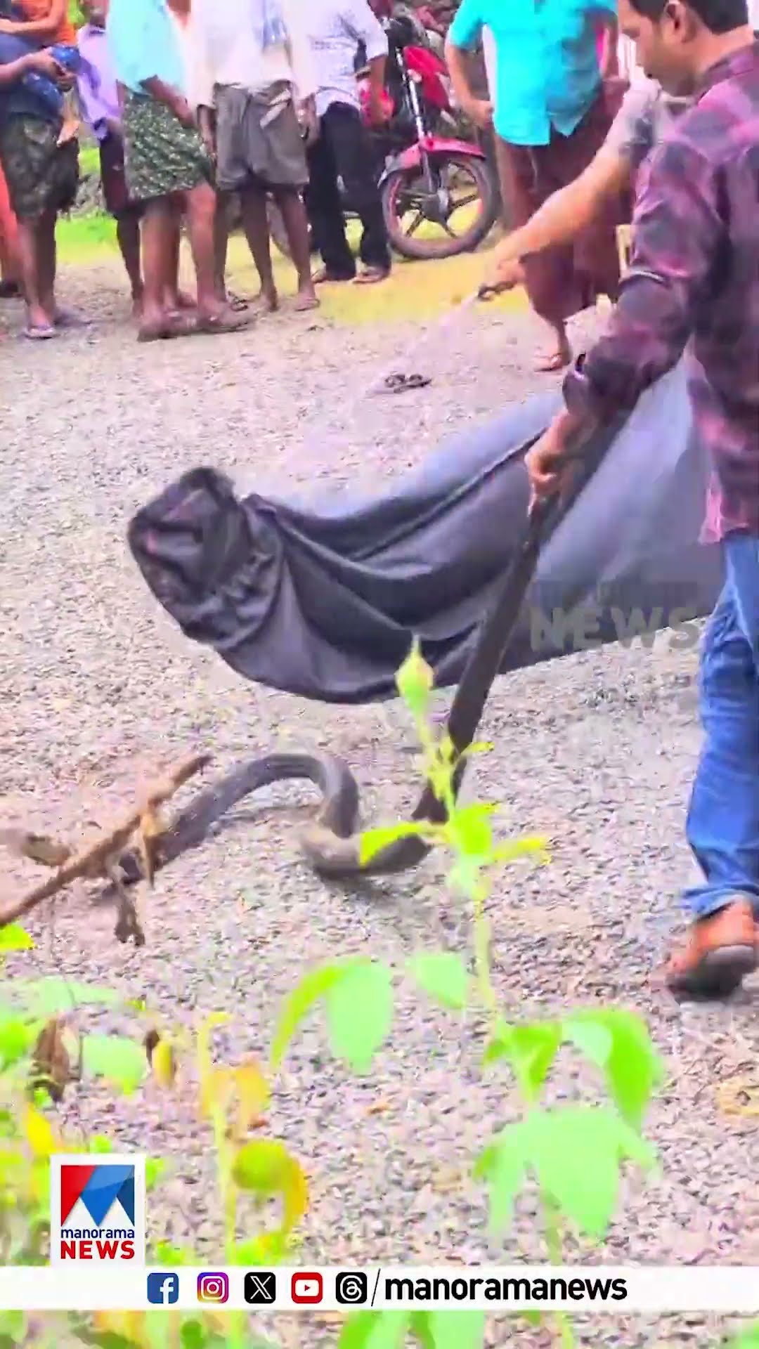 കണ്ണൂരില്‍ കിണറിൽ വീണ 12 അടിയോളം നീളമുള്ള രാജവെമ്പാലയെ രക്ഷപ്പെടുത്തി ആവാസ വ്യവസ്ഥയിൽ വിട്ടയച്ചു