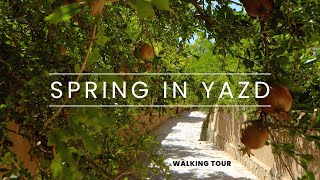 The Best Time To Travel To Taft,Yazd,Iran پیاده روی در کوچه باغ های بهاری تفت