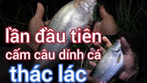 Bất Ngờ Dính Được Cá Thác Lác/ Trải Nghiệm Cấm Câu Sông/Thanh Toàn TV....