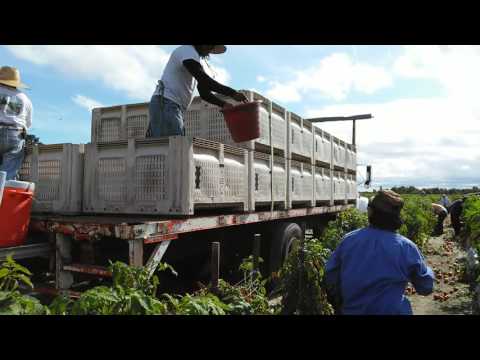 Video: Tomates resistentes al calor: información sobre el cuidado de las plantas de tomate Florida 91