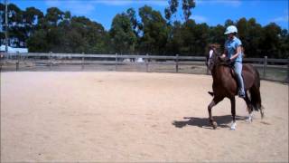 Simple changes & flatwork bitless