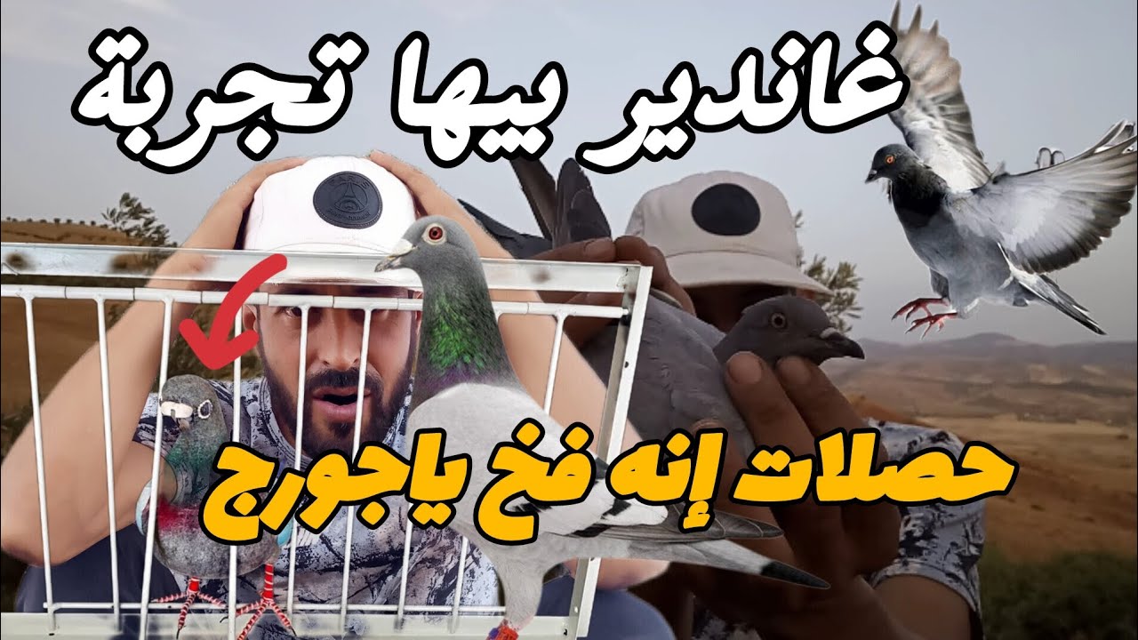 شديت أخطر نوع ديال الحمام الخلوي واش غاتصدق التجربة فيها 