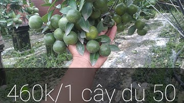 quất tết đẹp năm 2023,quất chum giá 460k,quất cảnh năm 2023