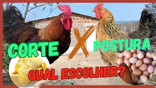 Corte Ou Postura ? Qual A Melhor Forma De Ganhar Dinheiro Com Criação De Galinhas No Sistema Caipira