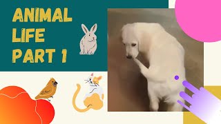 ANIMAL Life Part 1 (HILARIOUS COMMENTARY)