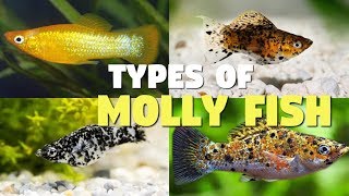 Top 12 Types of Molly Fish