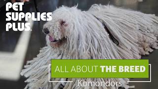 All About The Breed  Komondors