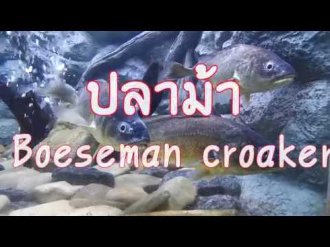 วีดีโอ: Croaker-fish: คำอธิบายลักษณะการตกปลาและที่อยู่อาศัย