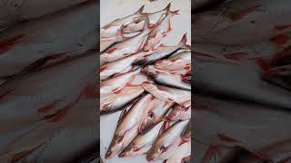 big fish #fish #fishing