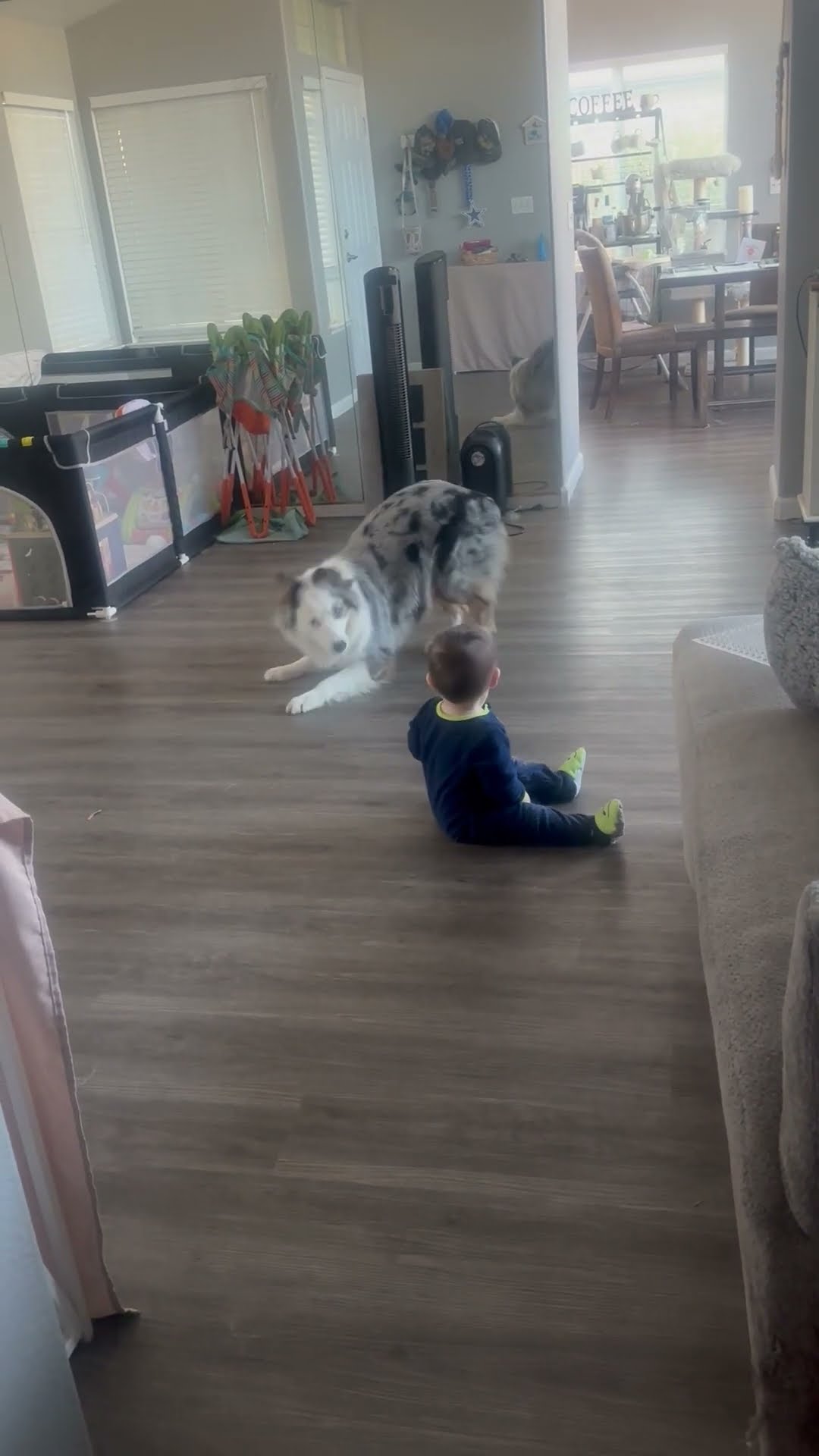 Aussie Wants Baby To Play || ViralHog