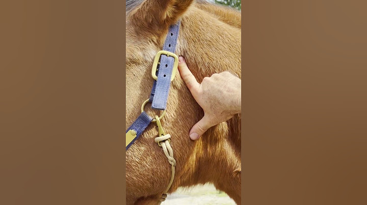 CRAZY LOUD HORSE CRACKS 🐴 Animal Chiropractor