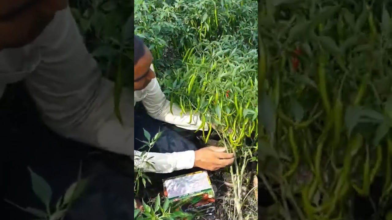 Впечатляющие результаты Green Sanjivani! Этот продукт — настоящая находка для фермеров. 