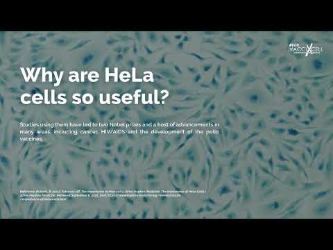 What are HeLa Cells? | Esco VacciXcell - video from Esco Aster