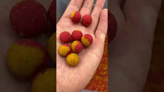 Scopex x Strawberry 😋 two tone boilies