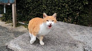 野良猫がゴロゴロ言いながら足踏みしてカワイイ