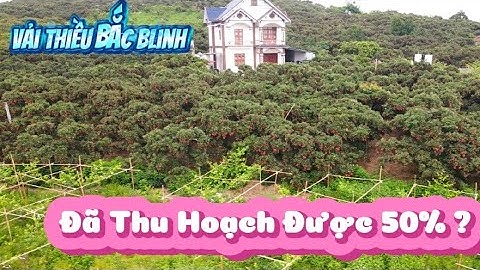 VẢI THIỀU LỤC NGẠN TỈNH BẮC NINH ĐÃ THU HOẠCH ĐƯỢC BAO NHIÊU PHẦN TRĂM I NÚI ĐỒI LỤC NGẠN