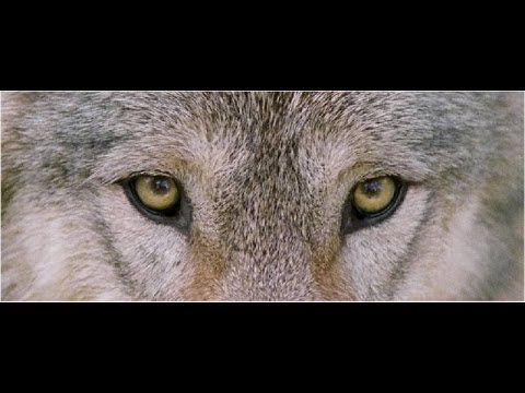 Wolf Eye Makeup Tutorial - YouTube