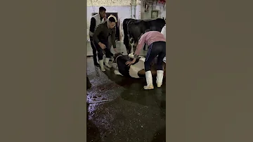 خمسه في عنكو عشان جت فيه 