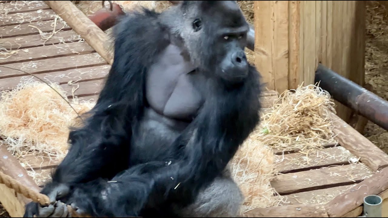 Viking is interested in all females, hopefully we can welcome a baby