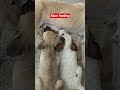 mom feeding puppies #youtubeshorts #ytshorts #funny #music #dj #rabbit