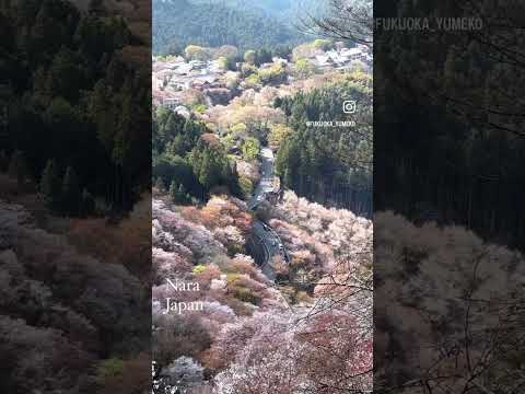 奈良吉野山櫻花🌸一生必看的世界文化遺產🇯🇵