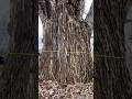 WOW Big tree 🌴 #shortsfeed #entertainment #shorts