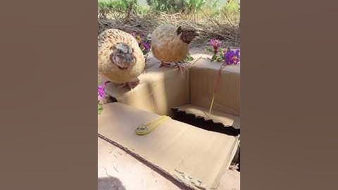 Create Amazing Bird Trap Technique Using Box - Deep Hole #Quail Trap #creative bird trap #shorts