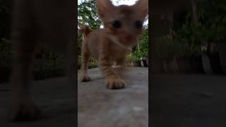 The Flash Cat Edition