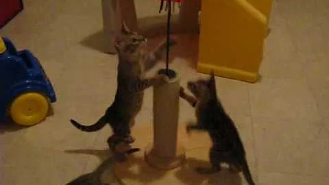 Video 11709161: f1 savannah kitten, f1 savannah cat