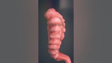 🫀 Can You Answer These Human Body Quizzes? 💪 #quizchallenge #trivia #quiztime #science