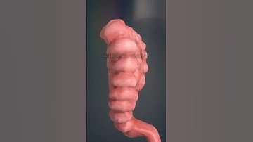 🫀 Can You Answer These Human Body Quizzes? 💪 #quizchallenge #trivia #quiztime #science